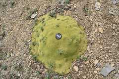 Thylacospermum caespitosum